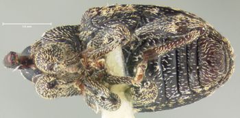 Media type: image;   Entomology 25230 Aspect: habitus ventral view